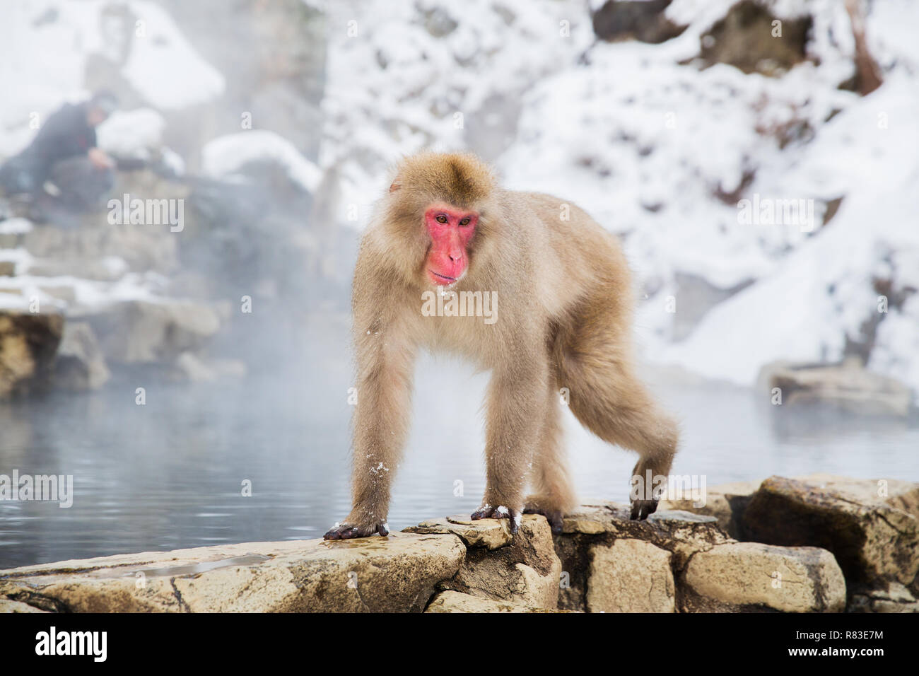 Macaque giapponese o neve scimmia in primavera calda Foto Stock