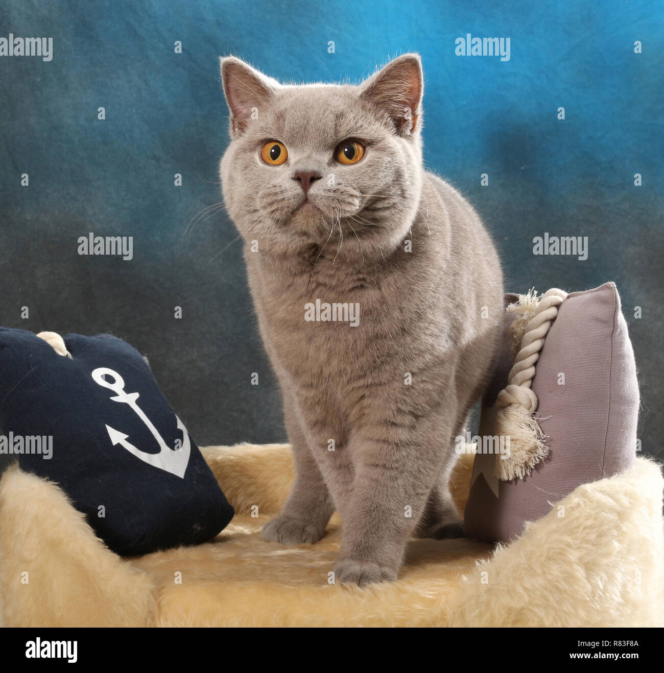 British Shorthair cat, lilla, seduto tra i cuscini Foto Stock