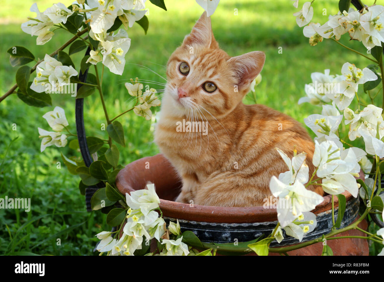 I giovani lo zenzero cat, 3 mese vecchio, giacente in un vaso di fiori di bouganville bianco Foto Stock