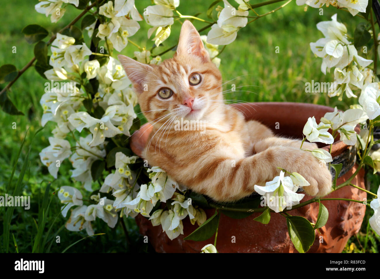 I giovani lo zenzero cat, 3 mese vecchio, giacente in un vaso di fiori di bouganville bianco Foto Stock