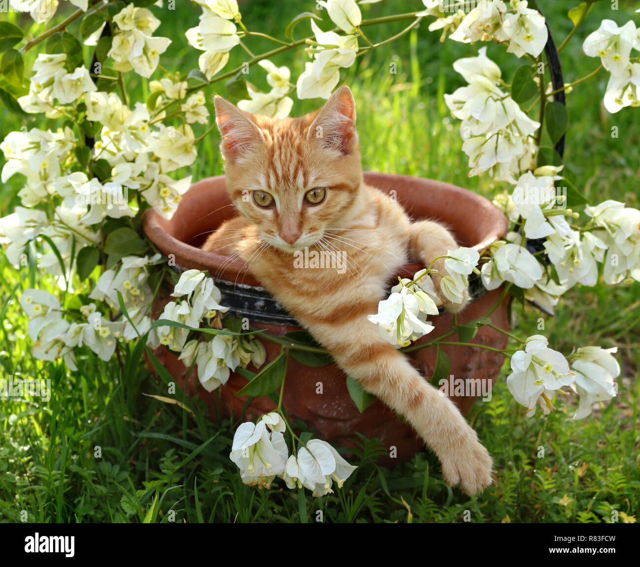 I giovani lo zenzero cat, 3 mese vecchio, giacente in un vaso di fiori di bouganville bianco Foto Stock