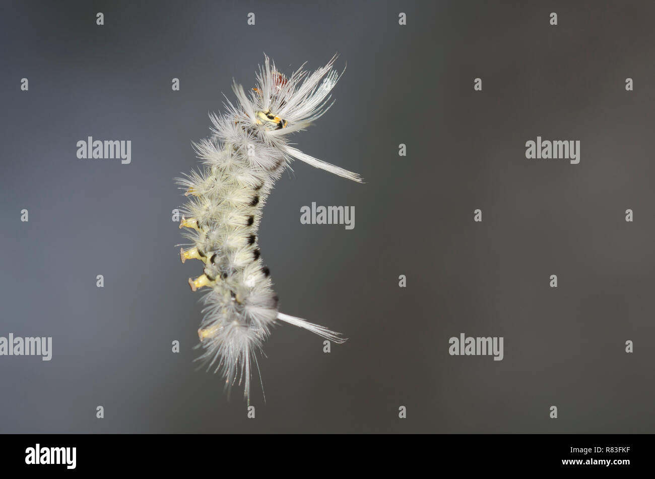 Schaus' Tussock Moth, Halysidota schausi, caterpillar climbing filo di seta Foto Stock