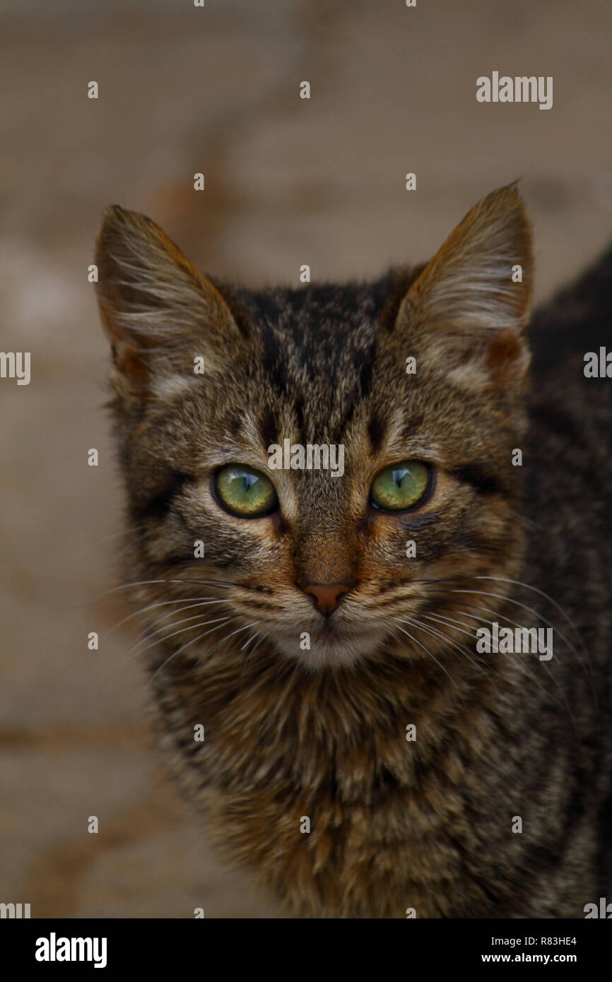 Gatto Europeo Ritratto Ritratto Di Bel Gatto Carino Tre Colori Cat
