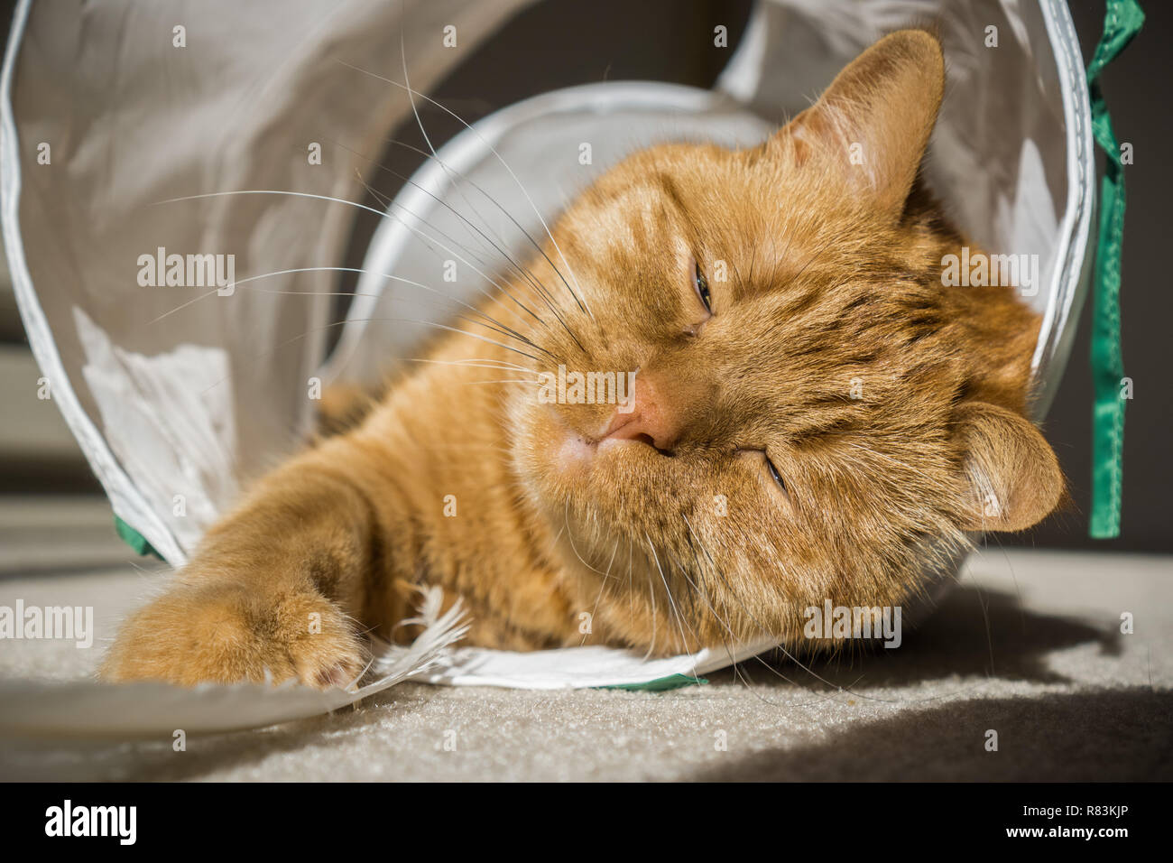 Arance grandi gatto dorme in un tunnel di gatto Foto Stock