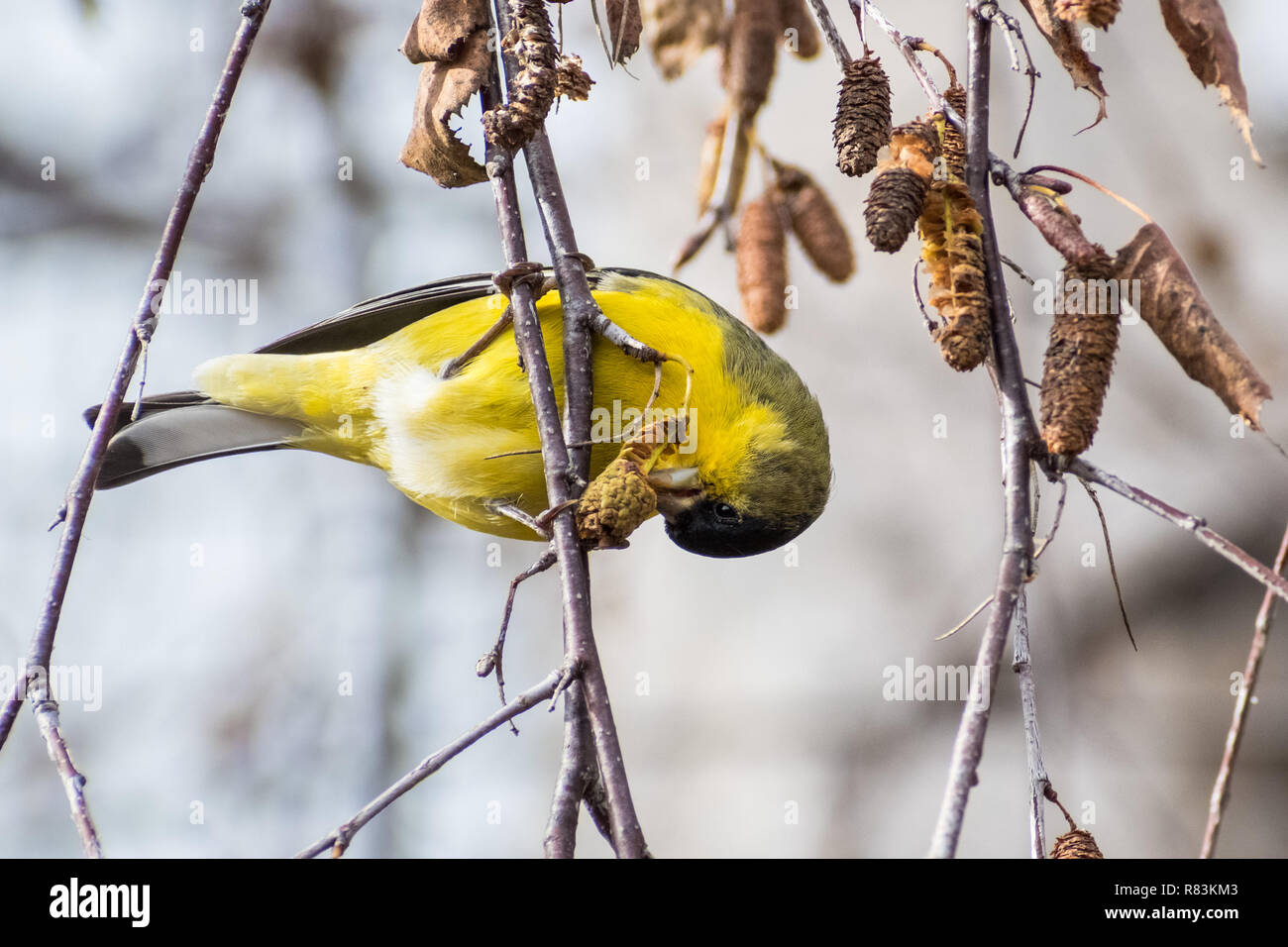 Minore maschio Cardellino (Spinus psaltria), appeso ad un albero di betulla ramo e mangiare i semi in inverno, South San Francisco Bay Area, California Foto Stock