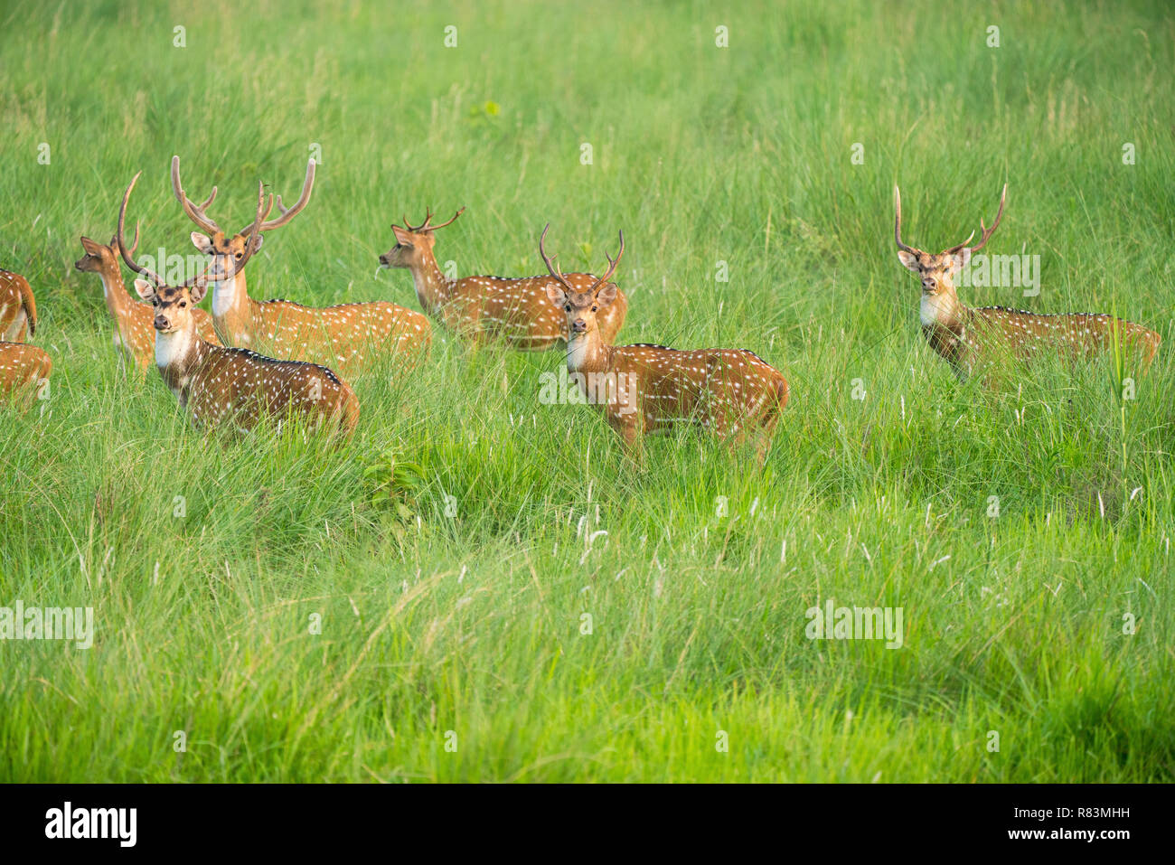 Sika macchiato o allevamento di cervi in erba elefante. La fauna selvatica e la foto di animali. Giapponese deer Cervus nippon Foto Stock