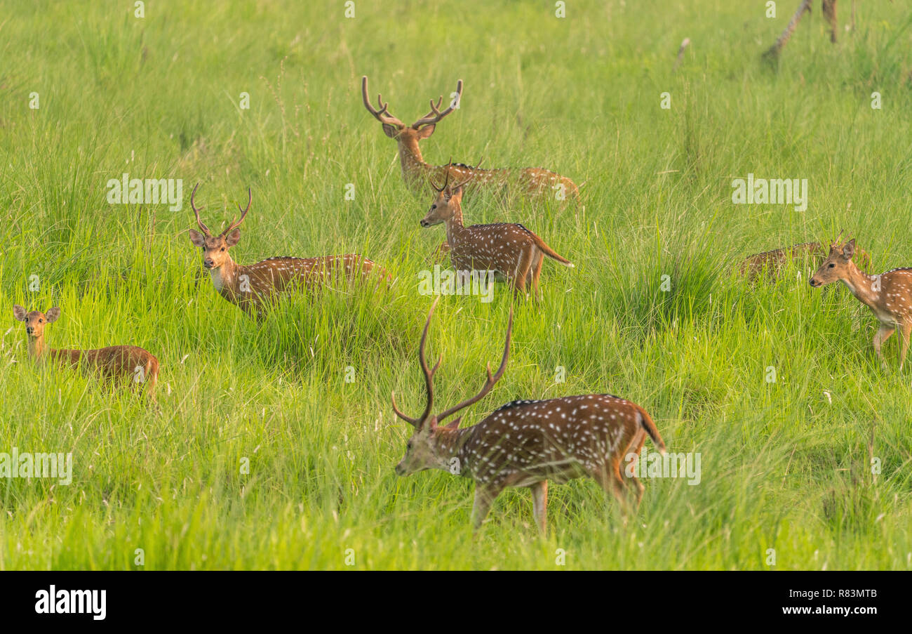 Sika macchiato o allevamento di cervi in erba elefante. La fauna selvatica e la foto di animali. Giapponese deer Cervus nippon Foto Stock