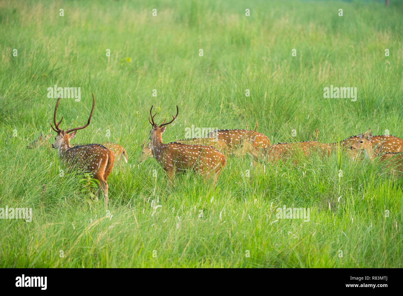 Sika macchiato o allevamento di cervi in erba elefante. La fauna selvatica e la foto di animali. Giapponese deer Cervus nippon Foto Stock