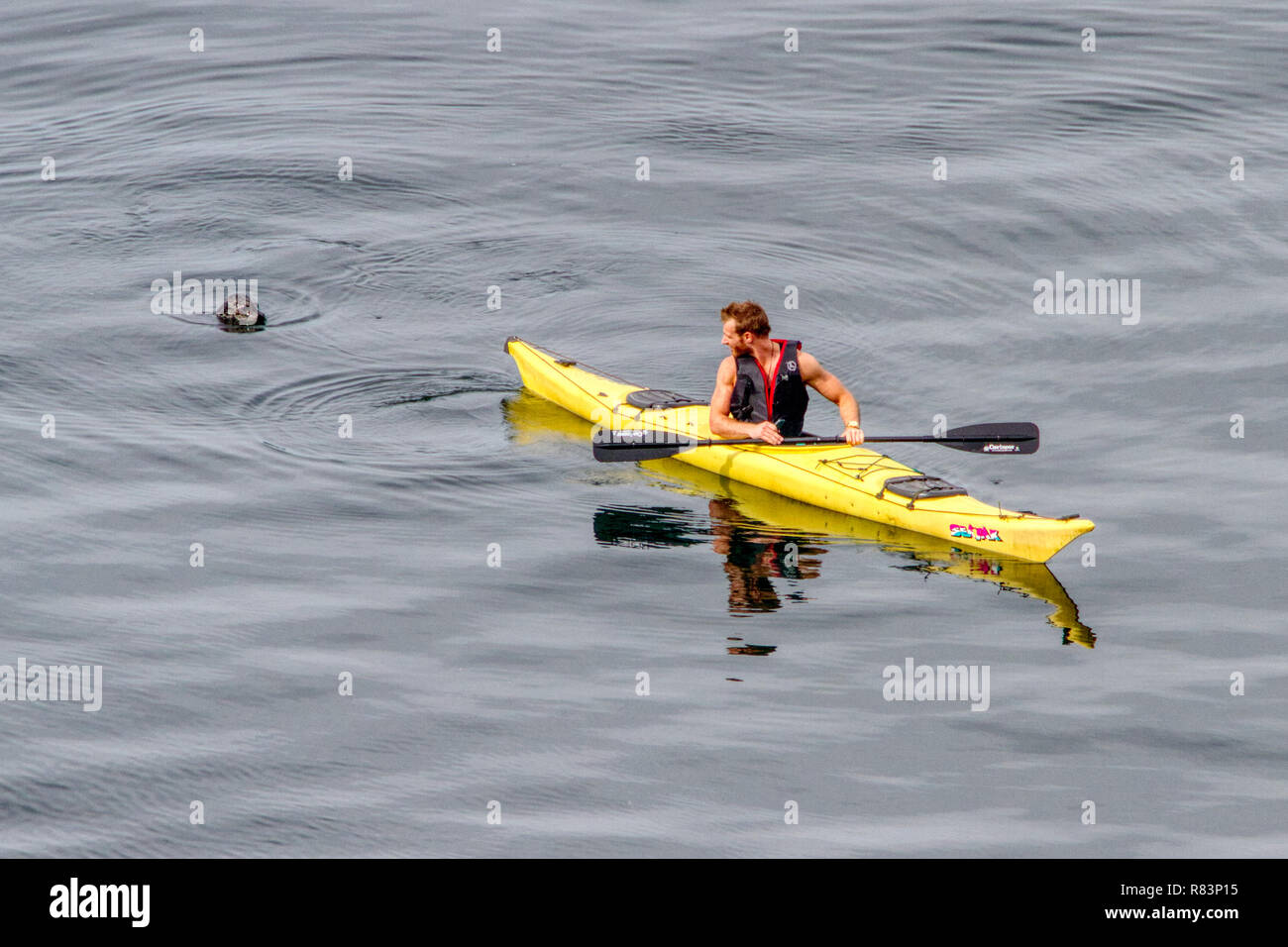 Maggio 22, 2014, Tacoma, WA: un lone kayaker ha un cordiale incontro con una curiosa harbour guarnizione. Foto Stock