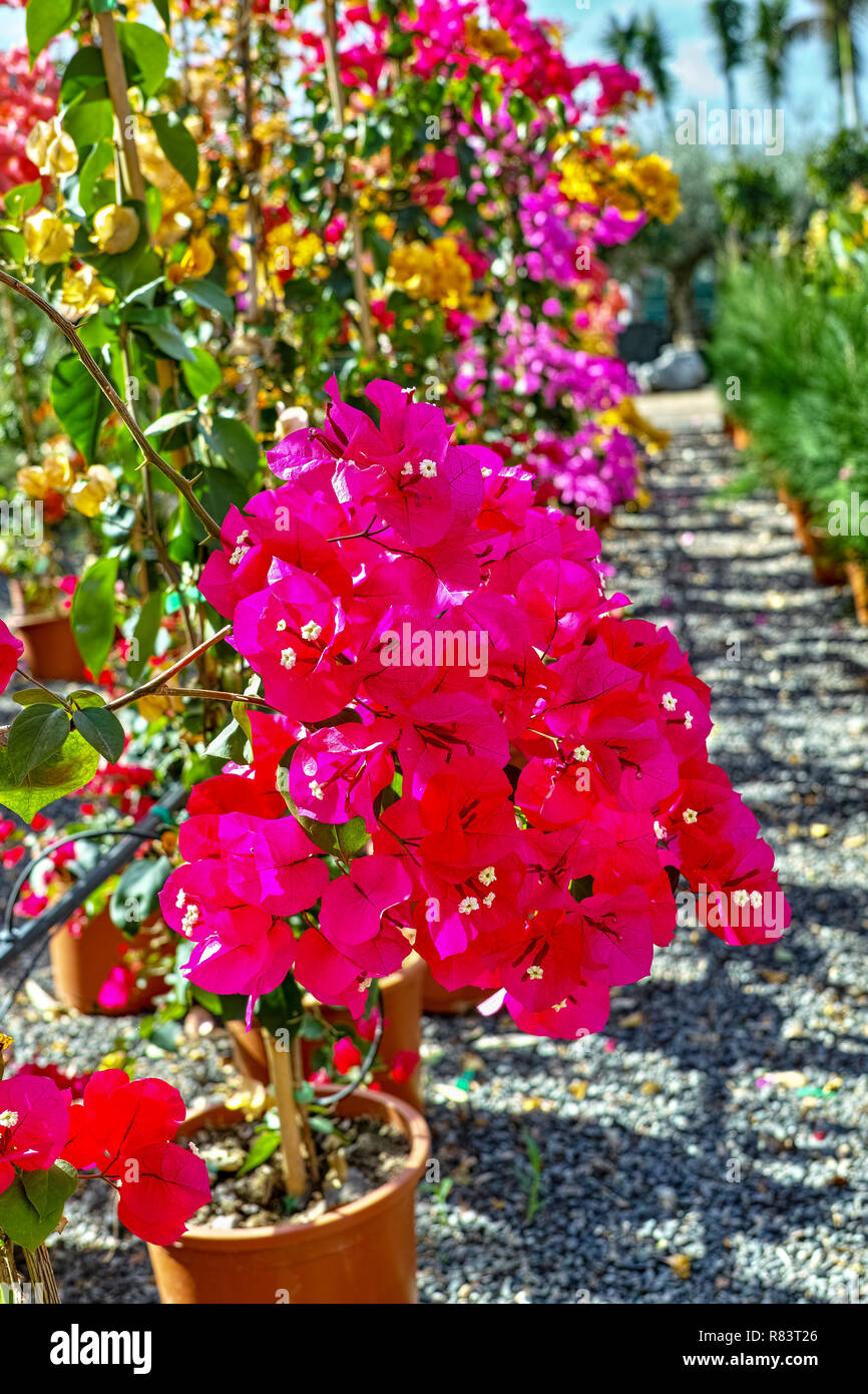 Fila di piante ornamentali buganvillee con fiori colorati in-come la  primavera lascia nel bucket in vendita nel negozio Giardino, pianta di casa  o decovative impianto per g Foto stock - Alamy