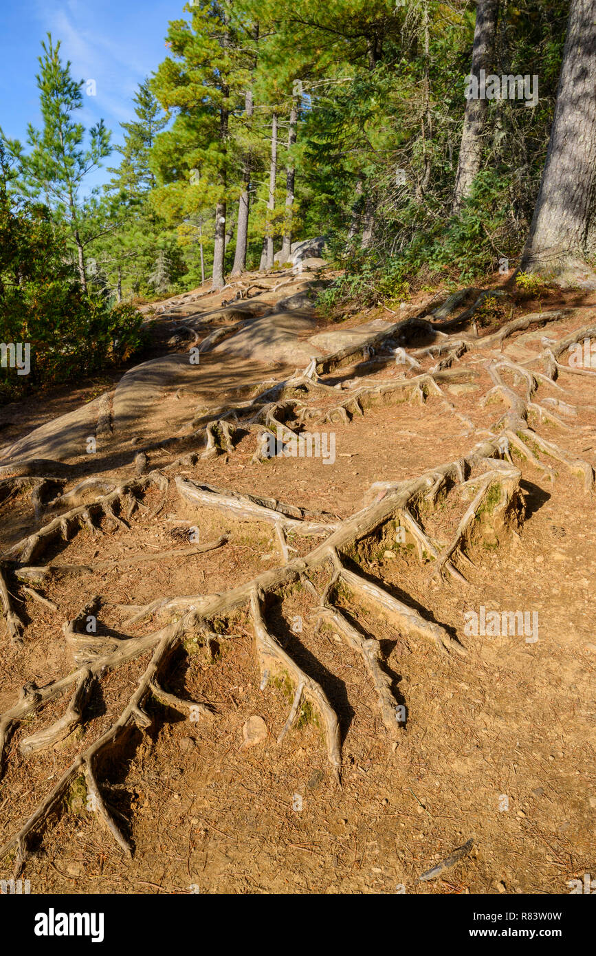 Vista da due fiumi loop trail, Algonquin Provincial Park, Ontario, Canada Foto Stock