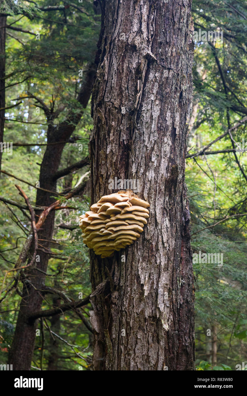 Staffa fungo, Algonquin Provincial Park, Ontario, Canada Foto Stock