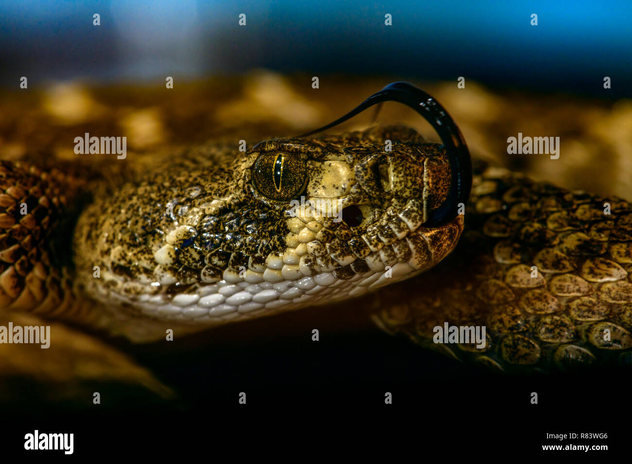 Western Diamondback Rattlesnake (Crotalus Atrox) close-up profilo della testa. Arricciata a linguetta sulla parte superiore della testa. dettagliate. Foto Stock