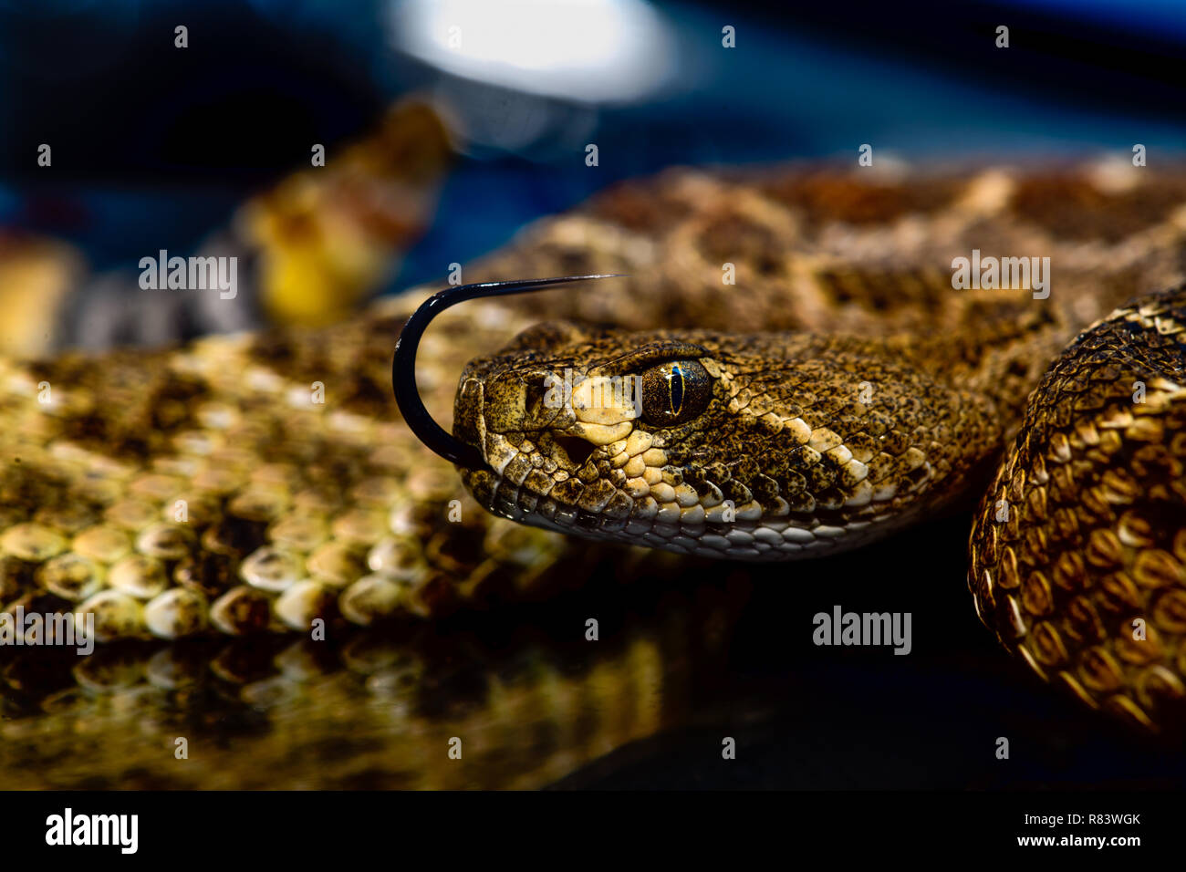 Western diamondback rattlesnake o Texas diamond-back (Crotalus atrox) Close-up con la lingua fuori Foto Stock