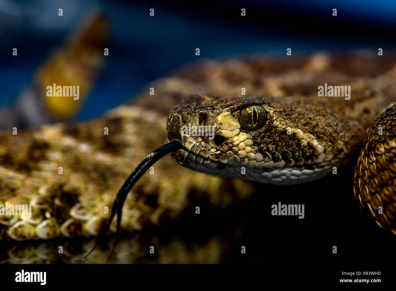 Western diamondback rattlesnake o Texas diamond-back (Crotalus atrox) Close-up con la lingua fuori Foto Stock