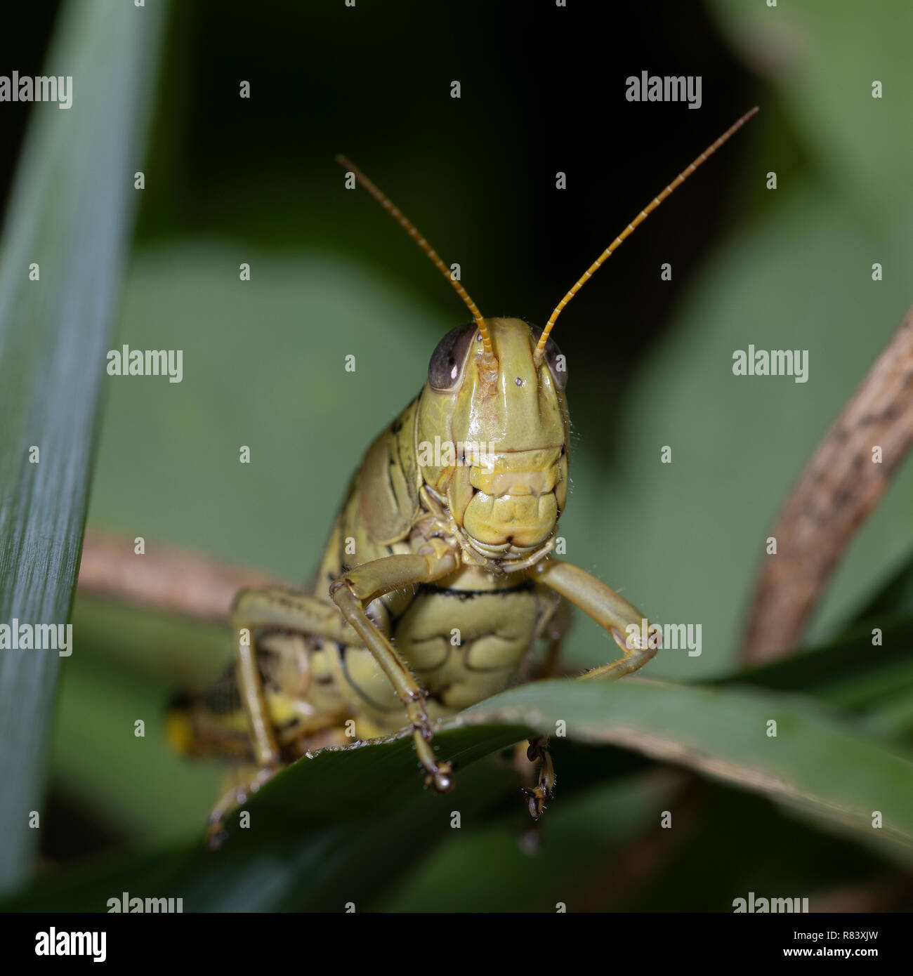 Non spesso mi capita di vedere e di arrivare a fotografare un differenziale Grasshopper (Melanoplus Differentialis). Questo era fuori nel mio Koi pond piante. Foto Stock