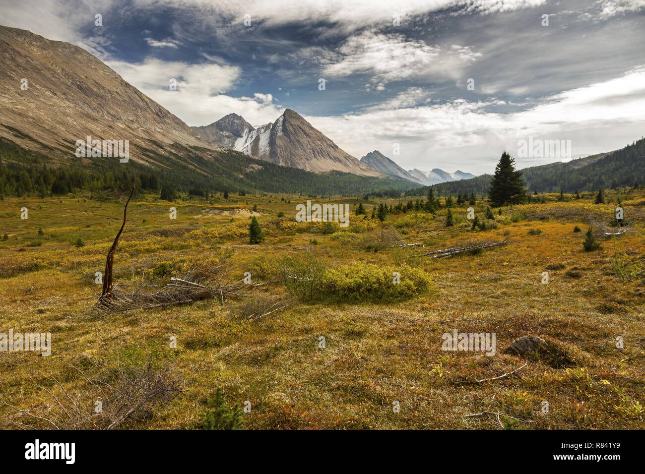 Inizio autunno paesaggio escursioni presso Cottongrass prati con vista distante rocciosi picchi di montagna nel Parco Nazionale di Banff Foto Stock