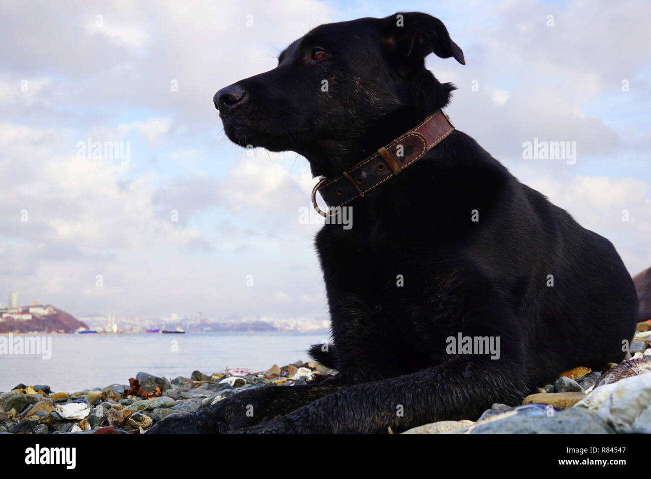 Grande cane nero si trova sulla riva e guarda pensieroso verso il mare. Estremo Oriente della Russia, Vladivostok Foto Stock