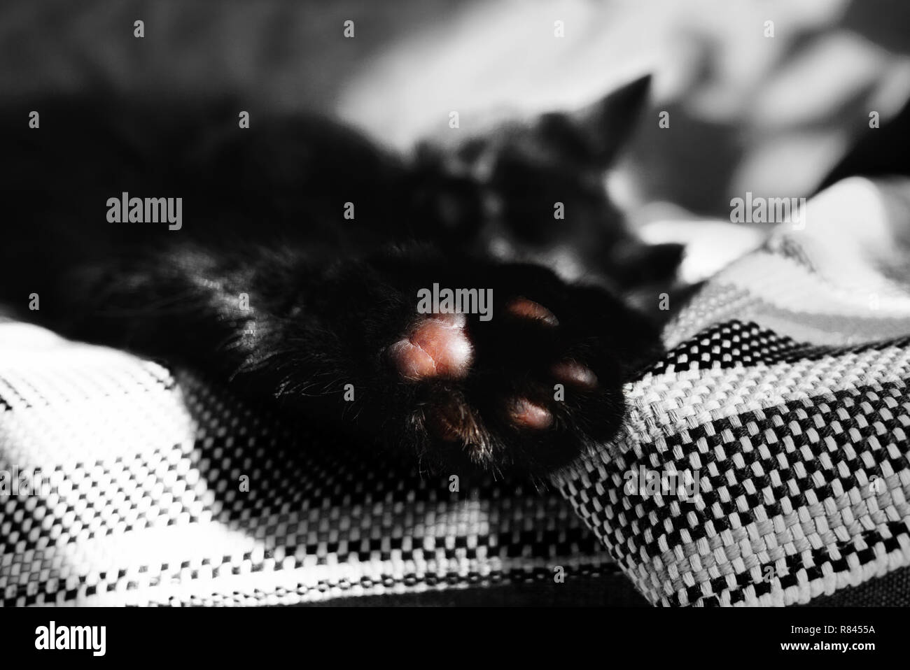 Paw con tamponi di close-up contro lo sfondo di un gatto dorme sulla coperta di vimini. Un dettaglio del colore su una foto. Un gatto in appoggio sul lettino. Sun Foto Stock