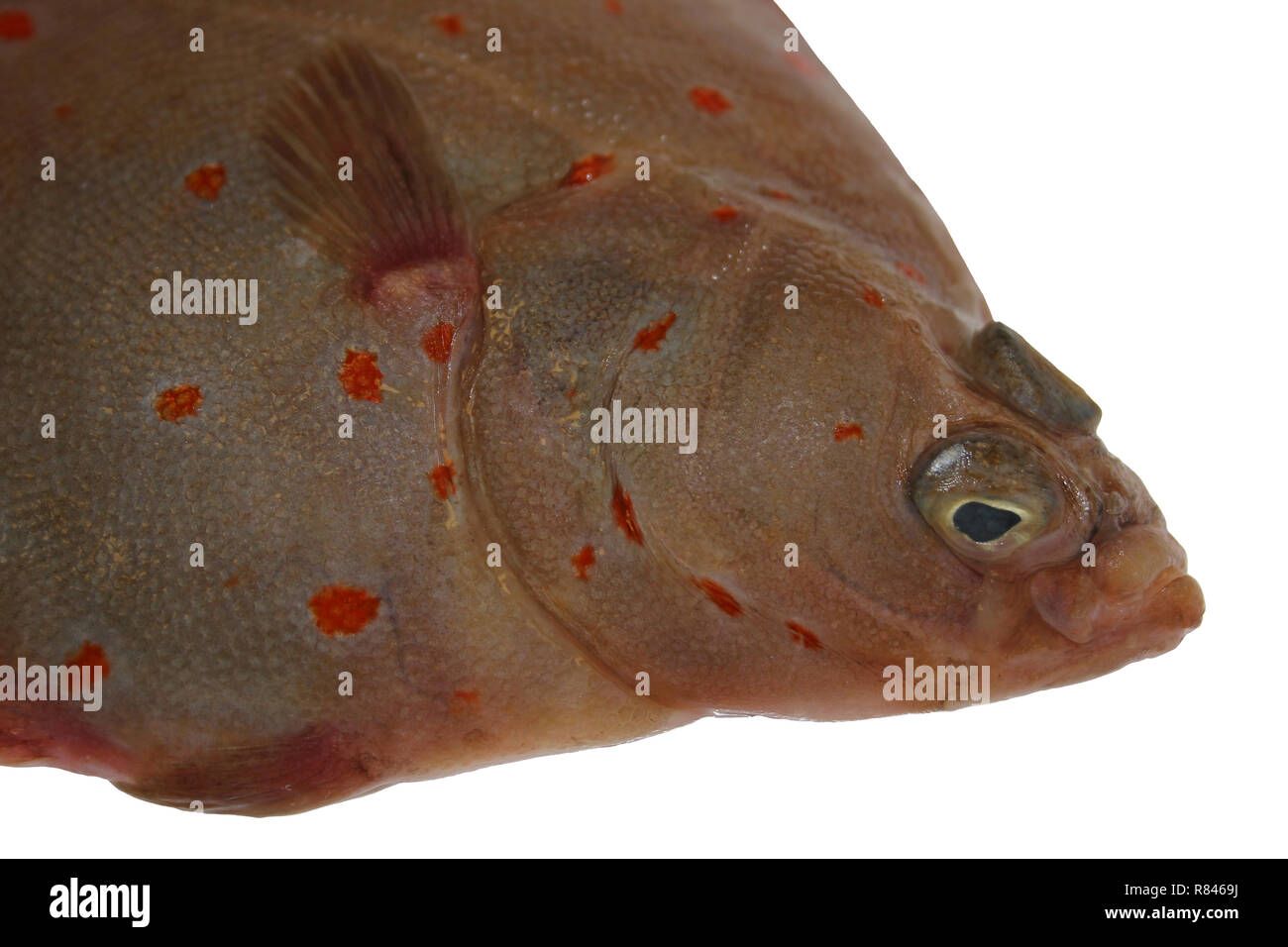 La Passera di mare Pleuronectes platessa Foto Stock