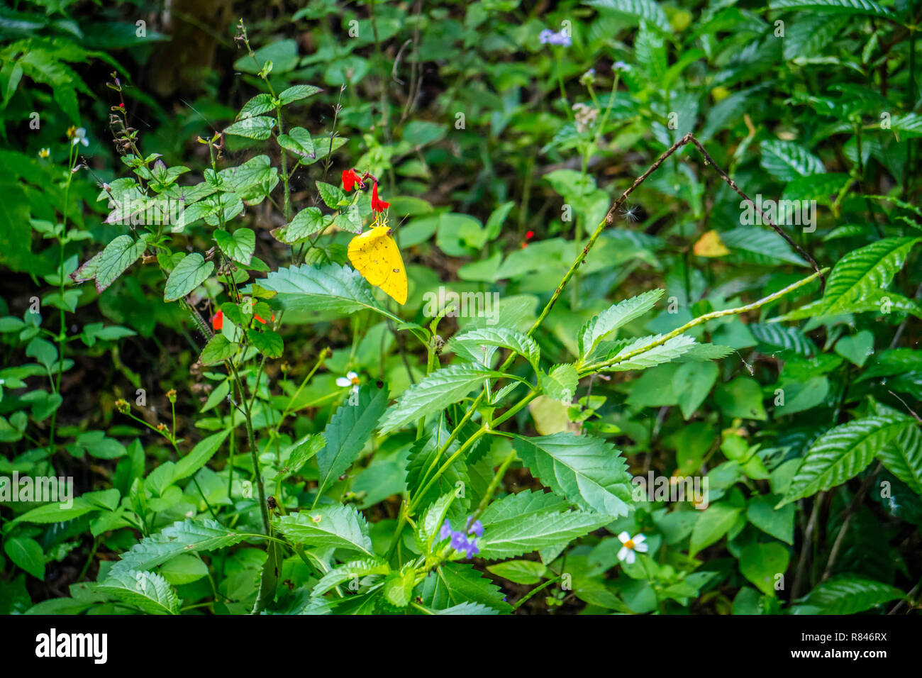 Un giallo zolfo Butterfly n Cape Coral, Florida Foto Stock