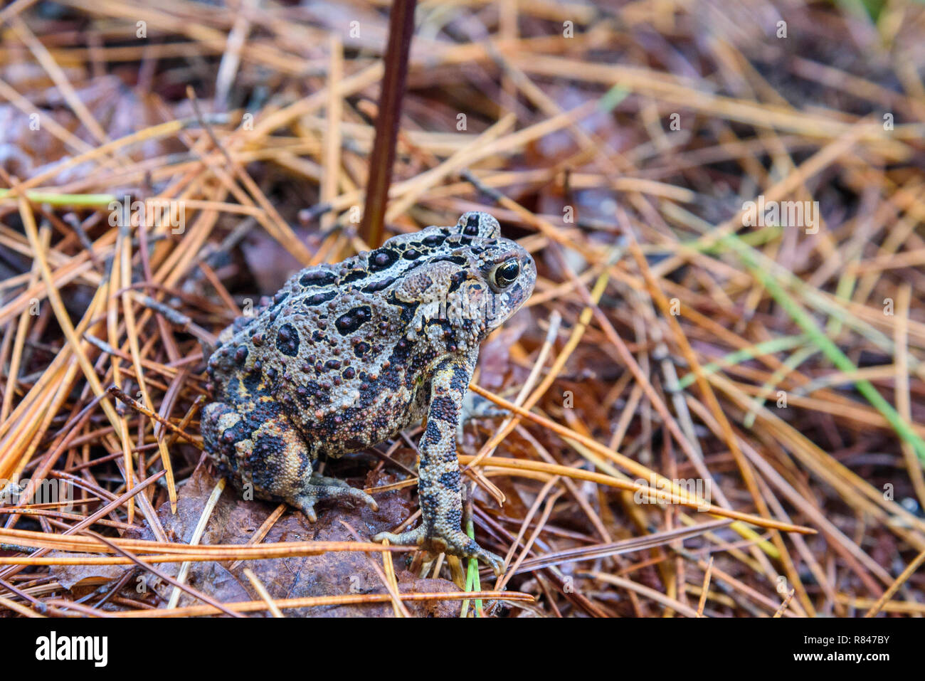 American Toad, Anaxyrus americanus, Killarney Provincial Park, Ontario, Canada Foto Stock