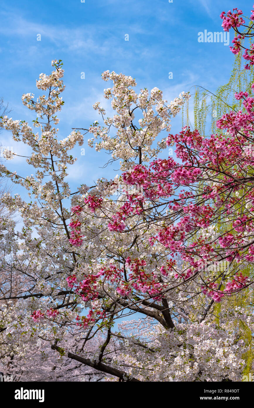 La fioritura dei ciliegi in Primavera, a Tokyo, Giappone. Foto Stock
