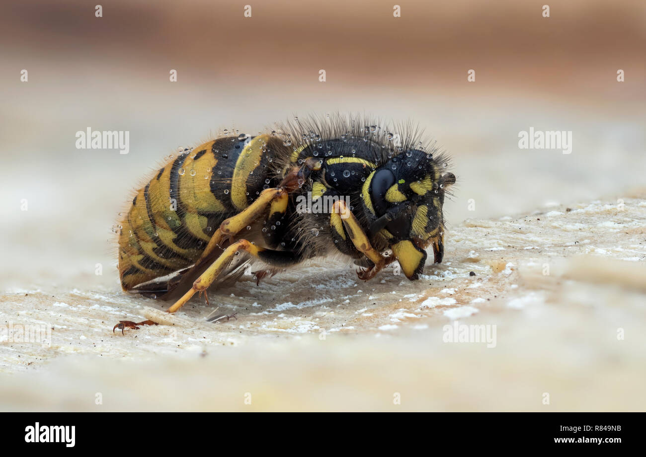 Common Wasp queen (Vespula vulgaris) entra in modalità di ibernazione sotto corteccia di albero in dicembre. Cahir, Tipperary, Irlanda Foto Stock