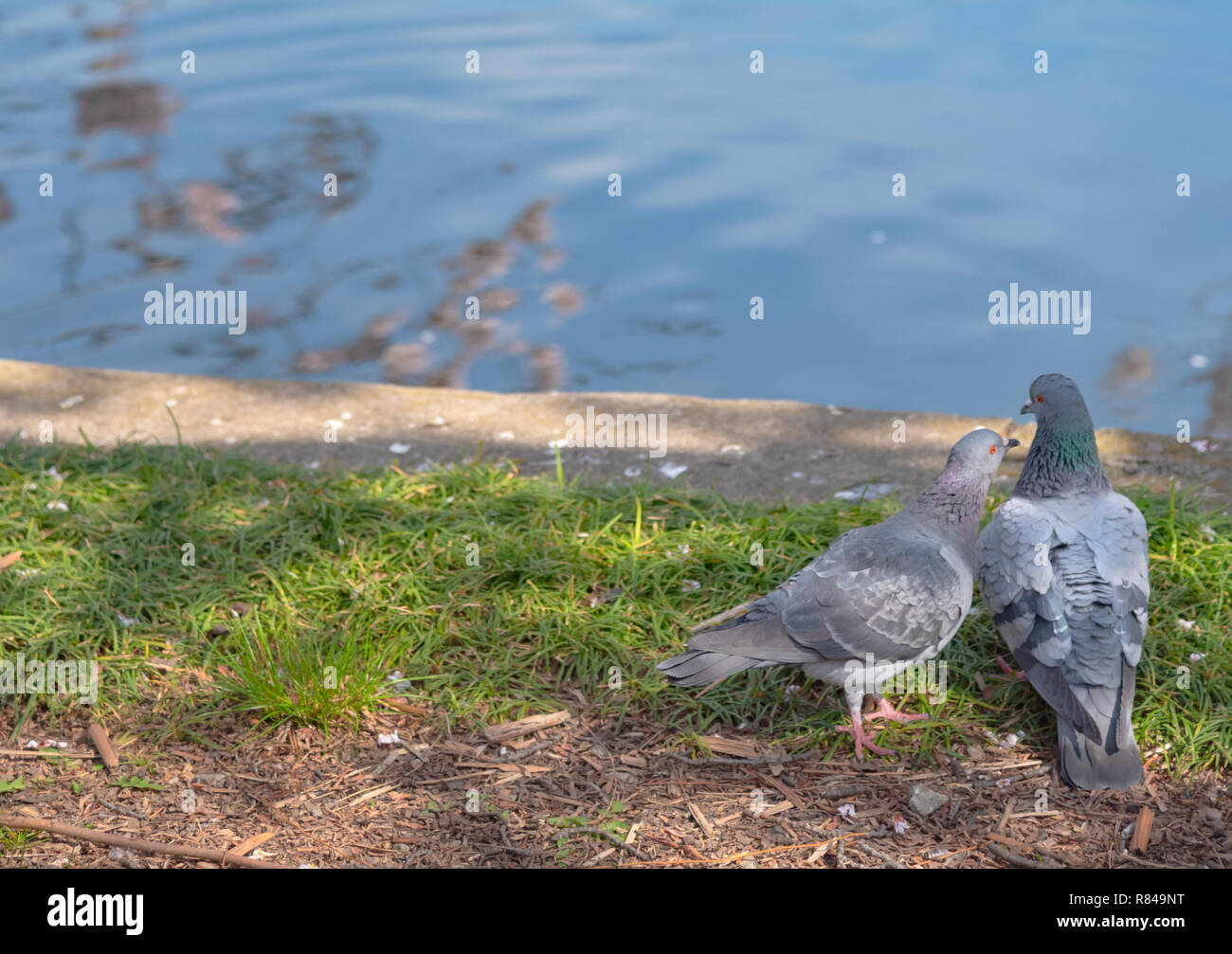 Impareggiabile uccelli amorevole immagine piccione ( ) Foto Stock