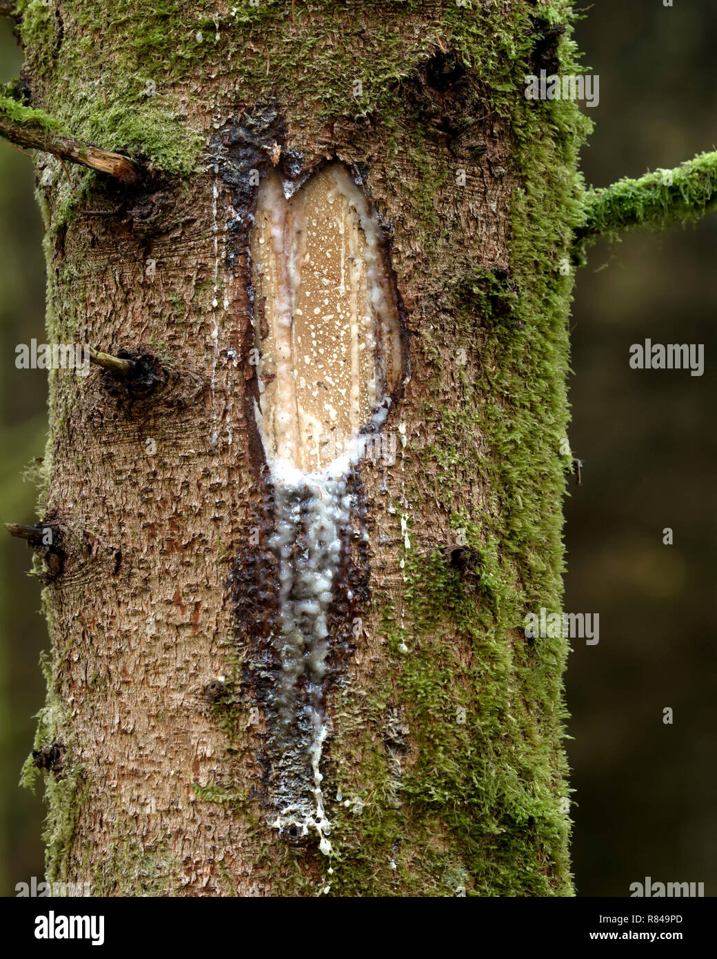 Sap in esecuzione giù parzialmente danneggiate conifera albero tronco. Tipperary, Irlanda Foto Stock