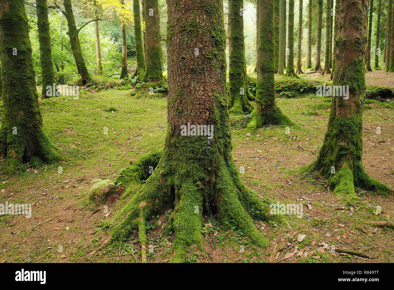La scena del bosco di conifere in boschi Glengarra, Cahir, Tipperary Foto Stock