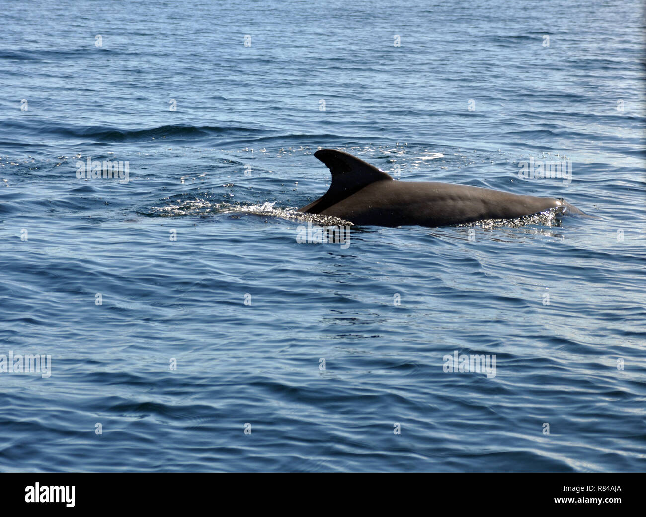 Il retro di un delfino nuotare nell'oceano Foto Stock