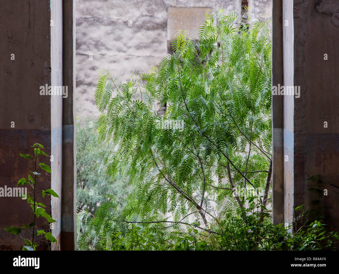 Un albero del pepe a JARAL DE BERRIOS, una storica hacienda - SAN FELIPE, Messico Foto Stock