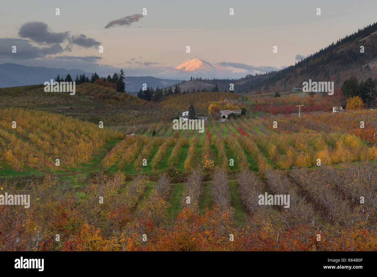 Il Monte Adams a Hood River Oregon frutteti durante il tramonto nella stagione autunnale Foto Stock