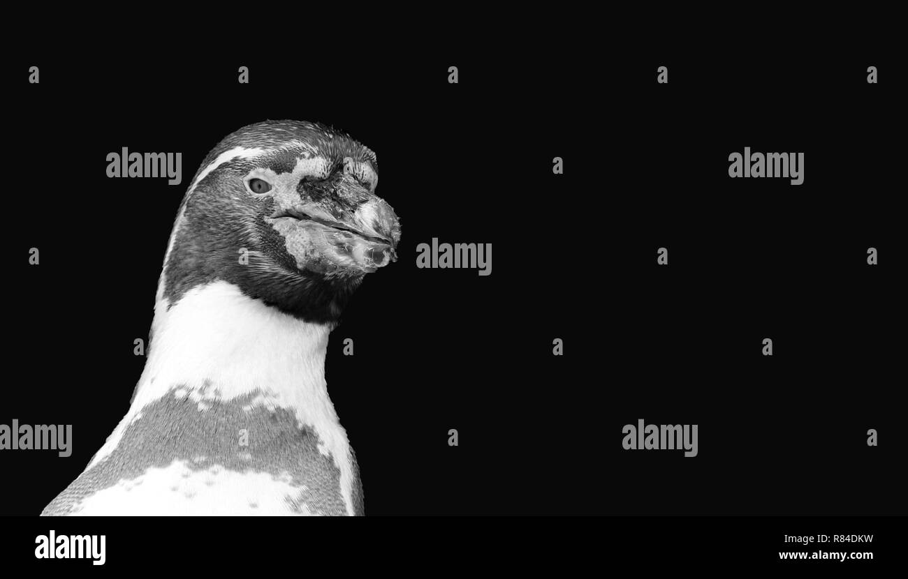 Un pinguino di Humboldt in bianco e nero isolato su sfondo nero Foto Stock