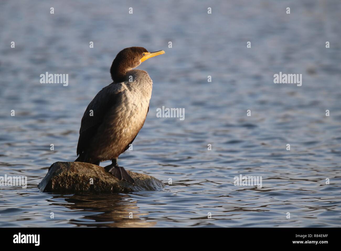 Un doppio immaturi di cormorani crestato in piedi su una roccia a un lago. Foto Stock