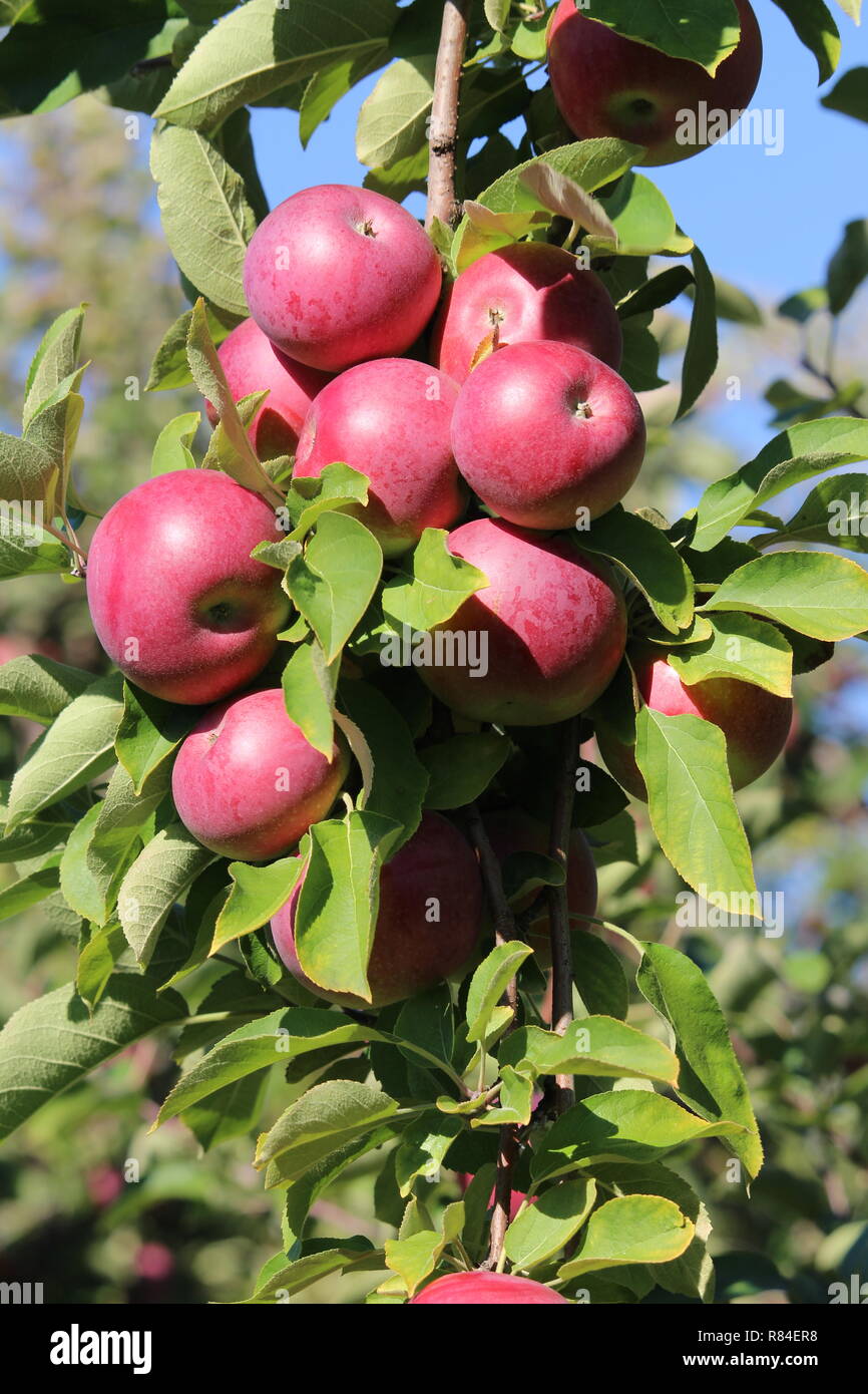 Apple in un albero / pomme dans l'arbre Foto Stock