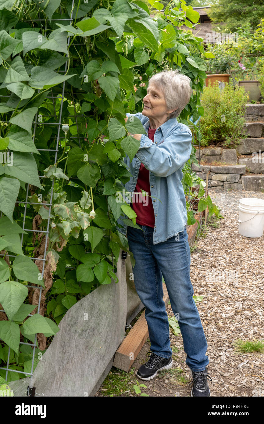 Bellevue, Washington, USA. Donna picking Seychelles pole fagioli verdi che vengono coltivate su un telaio a traliccio. (MR) (PR) Foto Stock