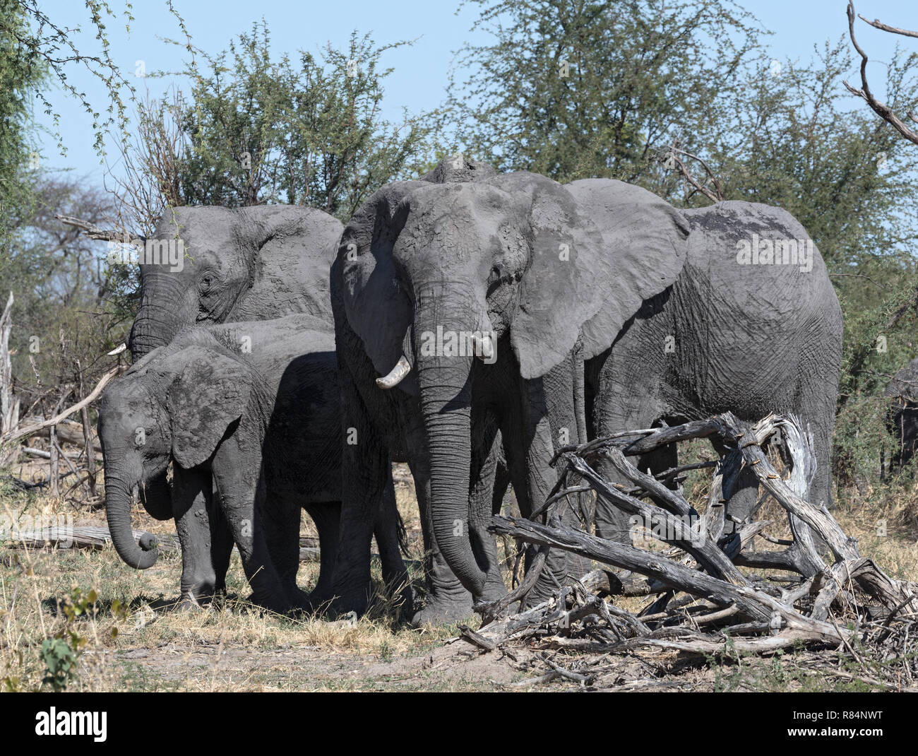 Piccolo gruppo di elefante in secco di Okavango Delta, Botswana Foto Stock
