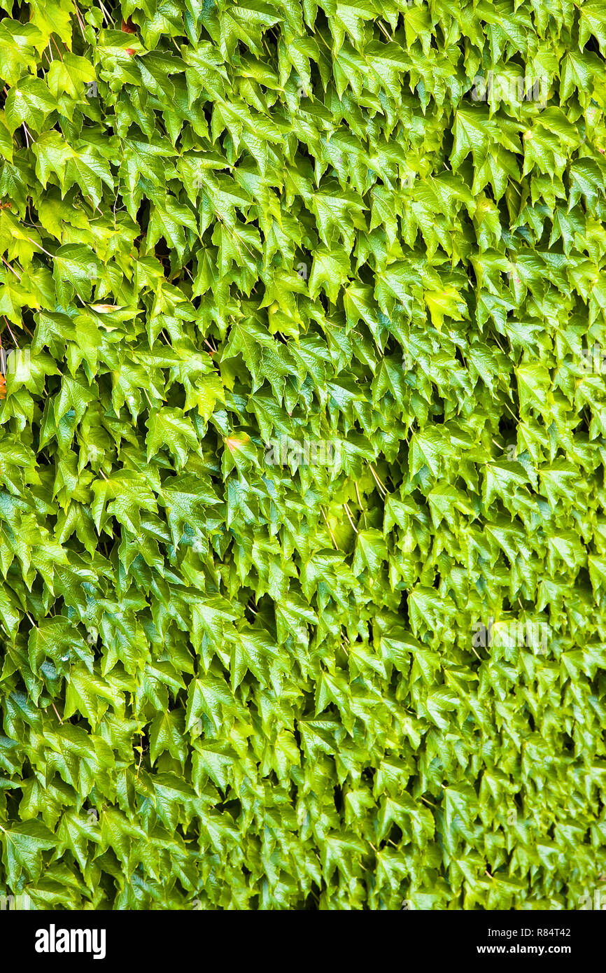 Impianto di edera che copre completamente una parete Foto Stock