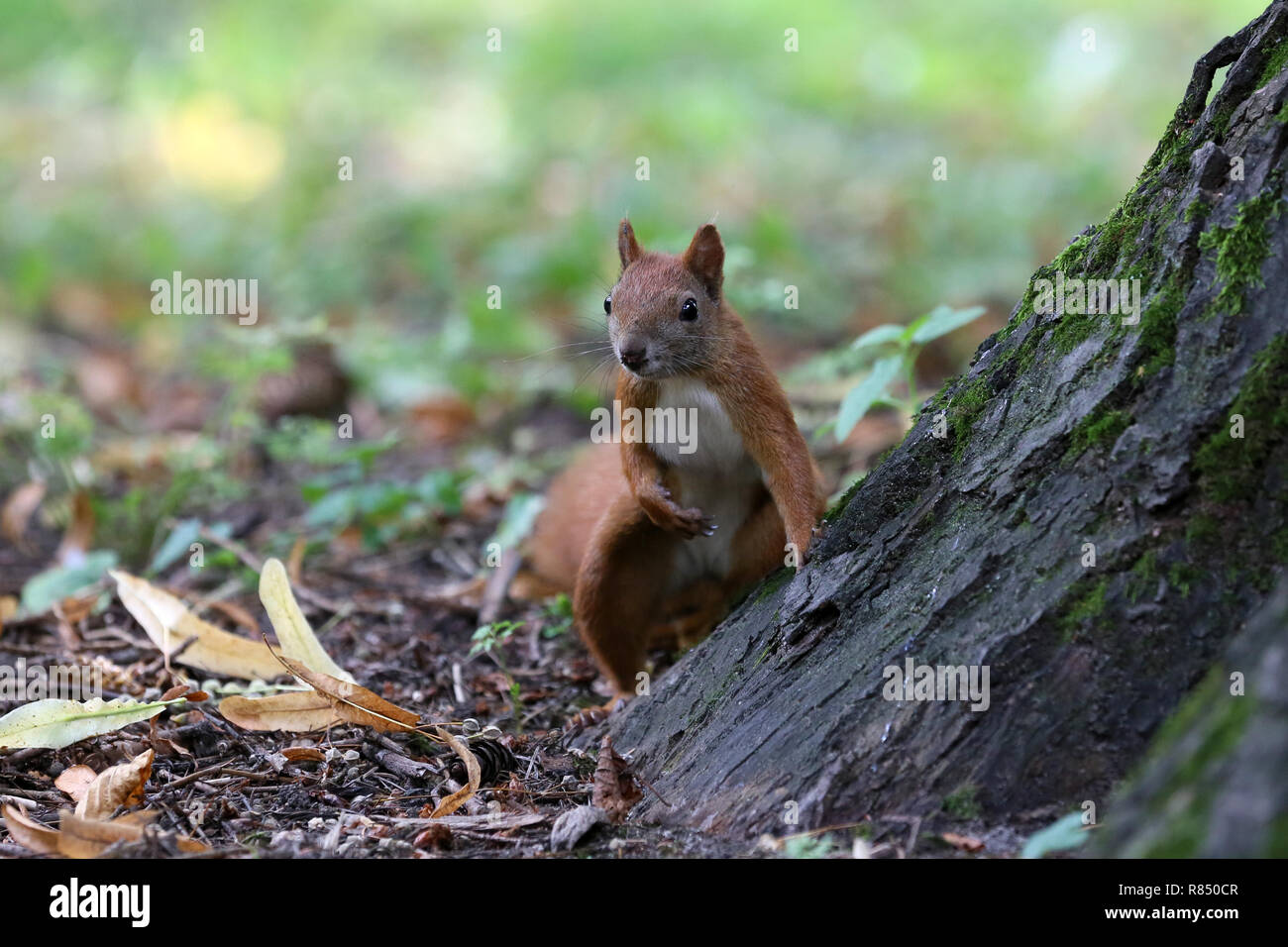 Uno scoiattolo, un simpatico animale dal parco Foto Stock