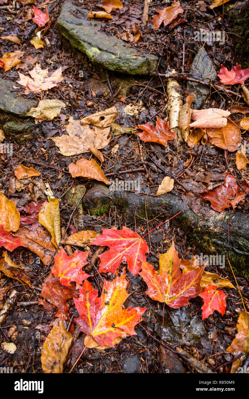 Autunno foglie di acero, Algonquin Provincial Park, Ontario, Canada Foto Stock