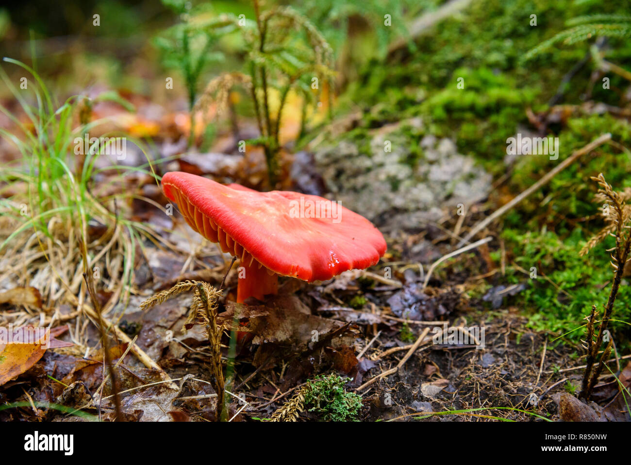 Fungo, Algonquin Provincial Park, Ontario, Canada Foto Stock