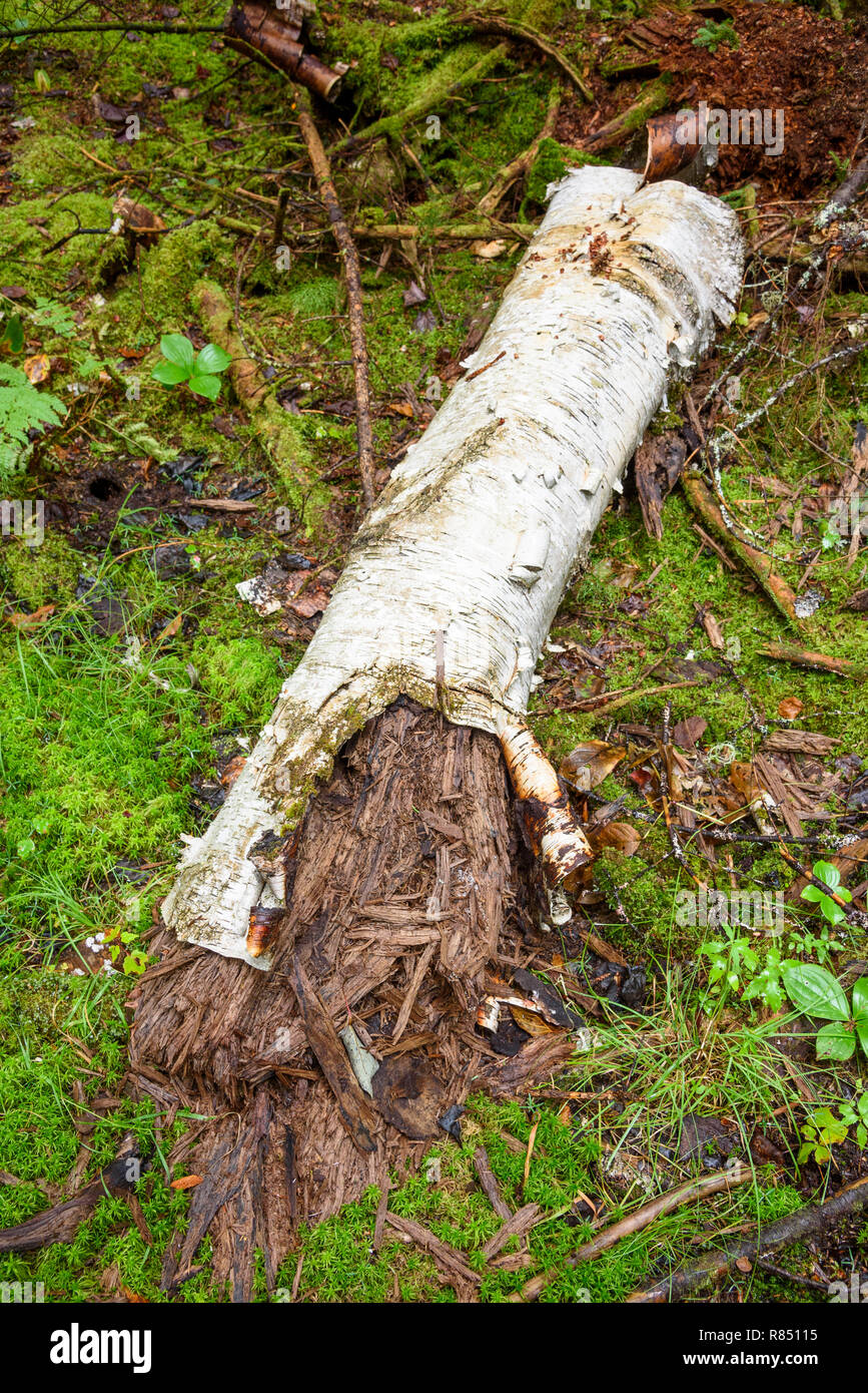 Marciume Betulla, Algonquin Provincial Park, Ontario, Canada Foto Stock