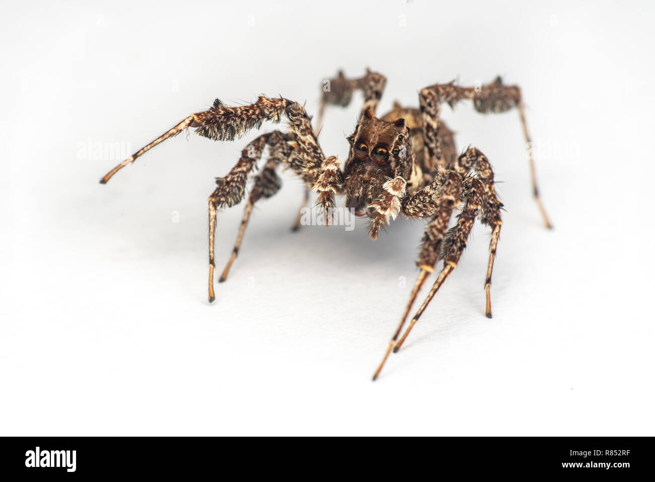 Portia fimbriata, le frange jumping spider, uno dei mondi più intelligente di invertebrati, la foresta pluviale di Daintree, Queensland, Australia Foto Stock