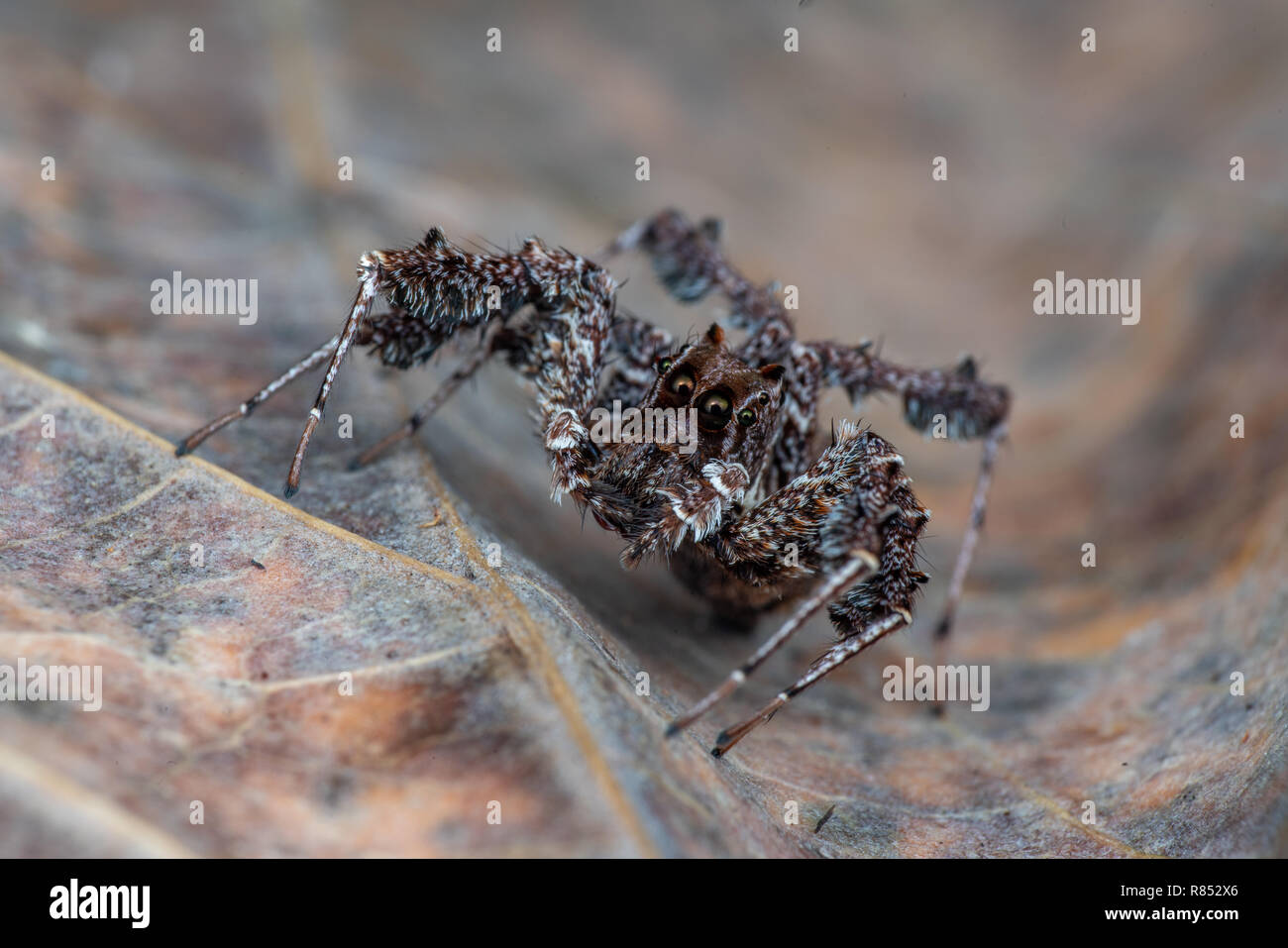 Portia fimbriata, le frange jumping spider, uno dei mondi più intelligente di invertebrati, la foresta pluviale di Daintree, Queensland, Australia Foto Stock