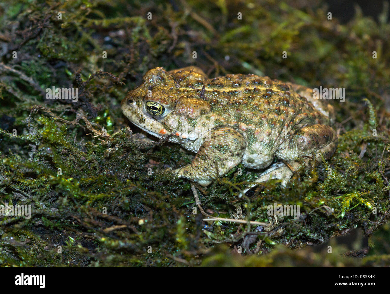 Natterjack Toad (Bufo calamita).Un piccolo rospo notturno.La striscia  gialla è normalmente una funzione di diagnostica di questo animale Foto  stock - Alamy