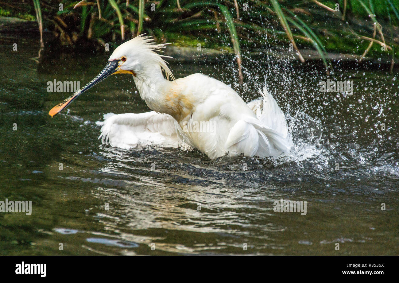 Spatola (Platalea leucorodia) la balneazione. Foto Stock