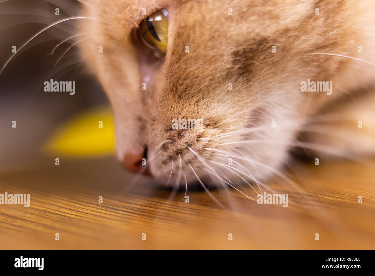 Faccia cat con crema arancione pelliccia. L'espressione del viso del gatto con gravi sensazione. Foto Stock