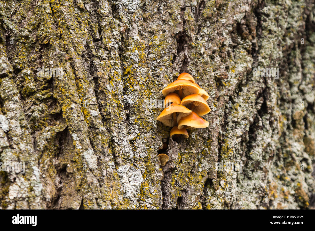 I funghi e il muschio cresce su un albero in Dicembre Foto Stock